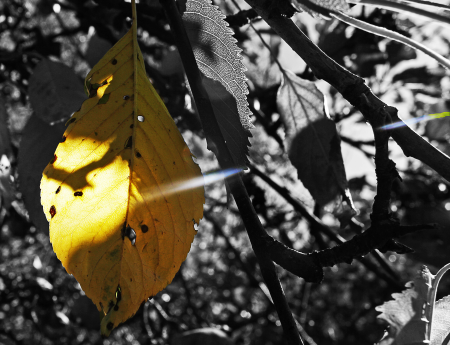 Autumn autumnal yellow