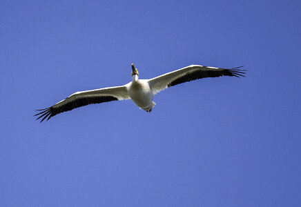 Pelican spreading wings in flight photo
