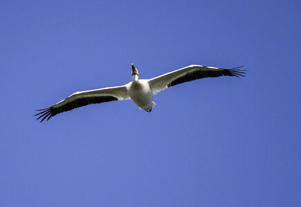 Pelican spreading wings in flight
