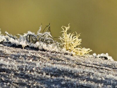 Wood moss close-up