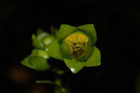 Darkness flower green leaf photo