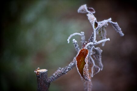 Winter wood flowers
