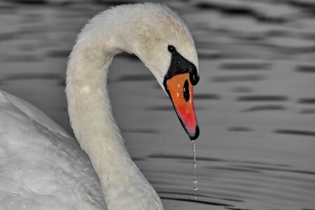 Beak neck swan