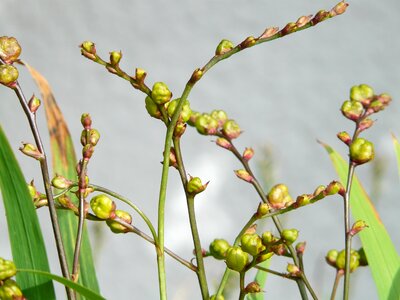 Garden montbretia crocosmia schwertliliengewaechs