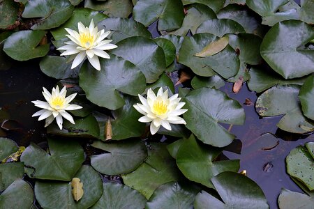 Plant natural blossom