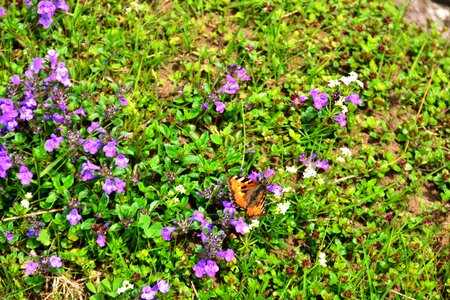 Butterfly insect flying photo