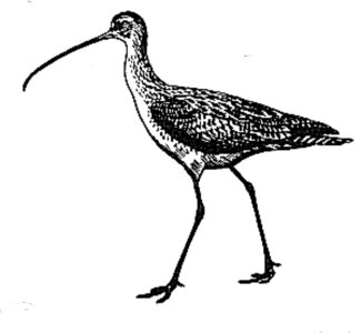 Art bird draw