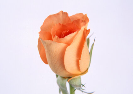 Single beautiful orange rose photo