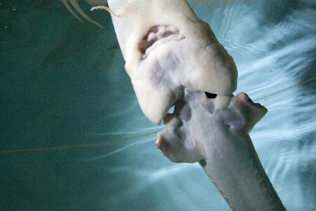 Pallid sturgeon-1 photo