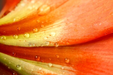 Droplets on the flower
