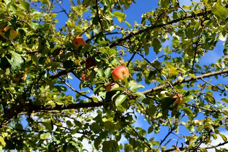 Agriculture apple autumn