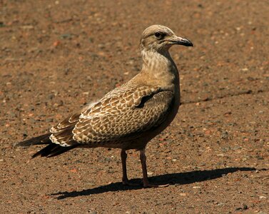 American herring gull subspecies nautical photo