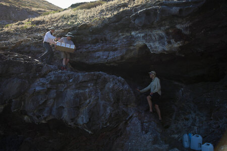 Nihoa Millerbird Translocation-1