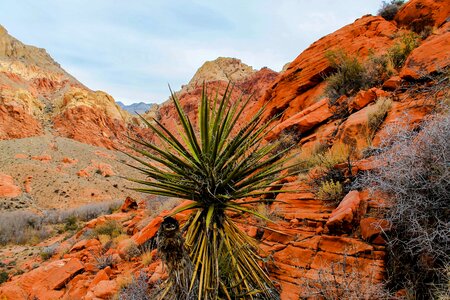 Area beautiful photo cactus