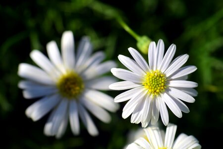 Beautiful Flowers biology blooming