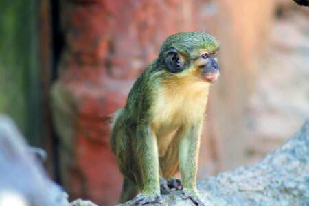 Primate animal nature