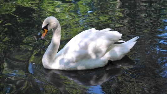 Nature pond waters photo