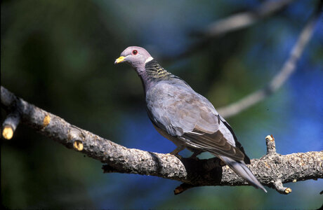 Band-tailed Pigeon-2 photo