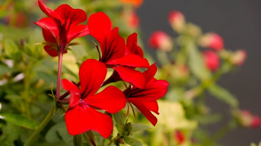 Red plant blossom photo