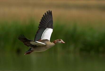 Bird animal nature
