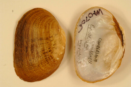 Epioblasma brevidens-6
