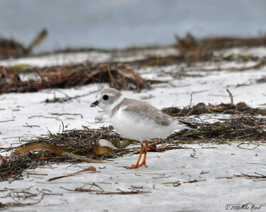 Piping plover photo