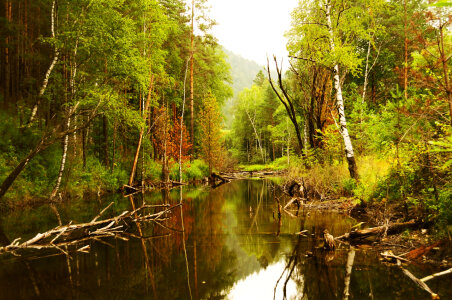 The trees reflected in calm water