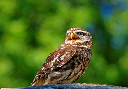 Animal wildlife beautiful