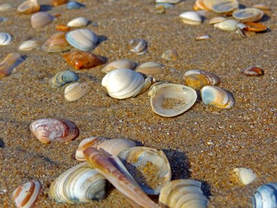 Sand beach sword shell north sea photo