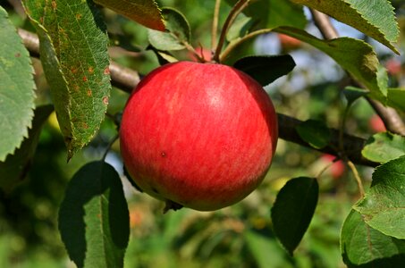 Tree food nature
