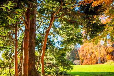 Trees