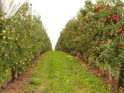 Orchard fruit Free photos