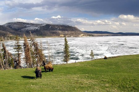 Frozen lake landscape bisons photo