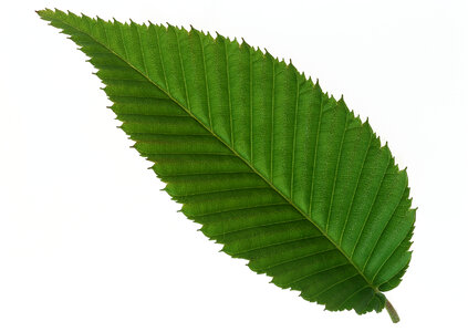 One green leaf close up isolated on white background photo