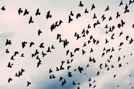 Large Flock of Pigeons in the Air photo