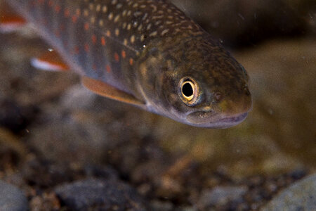 Dolly Varden-2