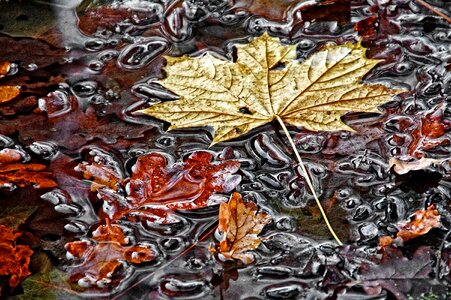 Maple leaf autumn autumn colours photo