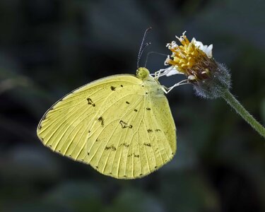 Animal arthropod beautiful flowers