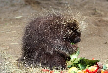 New world porcupines erethizontidae rodents