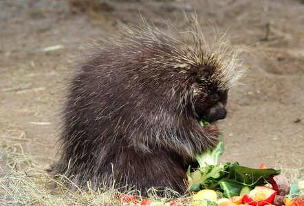 New world porcupines erethizontidae rodents photo