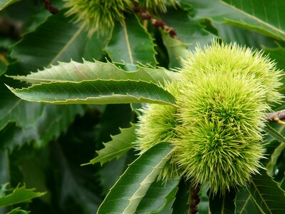 Tree fruit edible