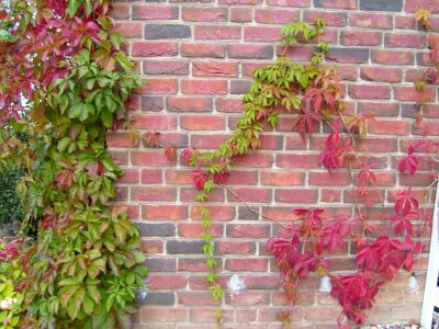 Brick creeper 