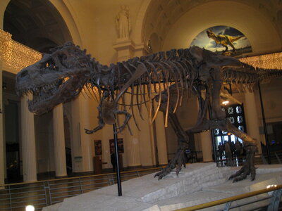 Dinosaur Skeleton Fossil Museum photo