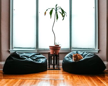 Comfortable Living Room Cat photo