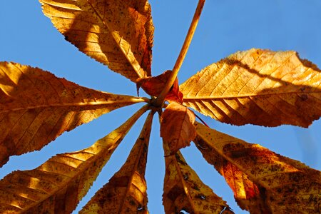 Tree chestnut leaves buckeye photo