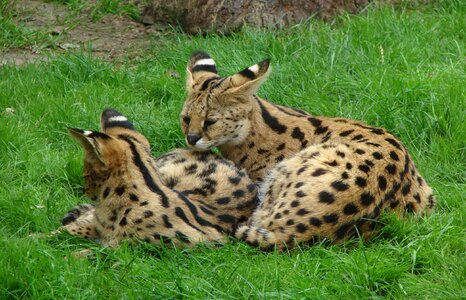 Big fur african