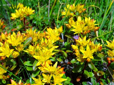 Flower meadow flowers yellow