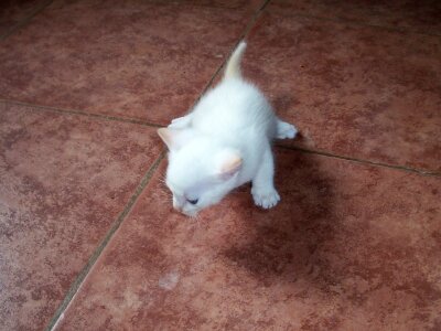 Animals kitty white