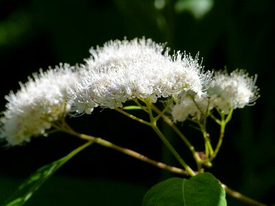 Flora meadow macro