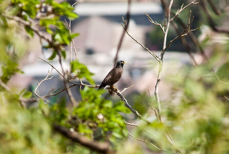 Myna Tree Branch photo